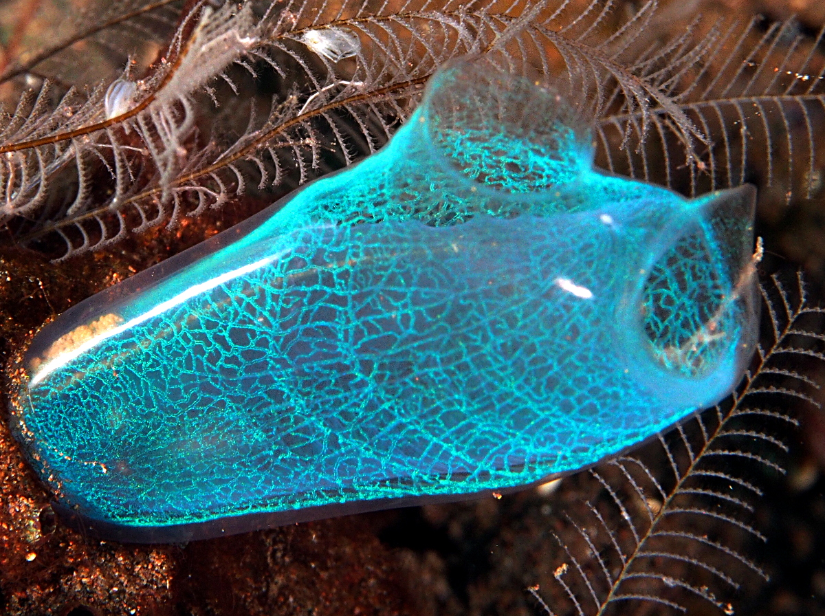 Blue Ascidian - Rhopalaea crassa - Bali, Indonesia