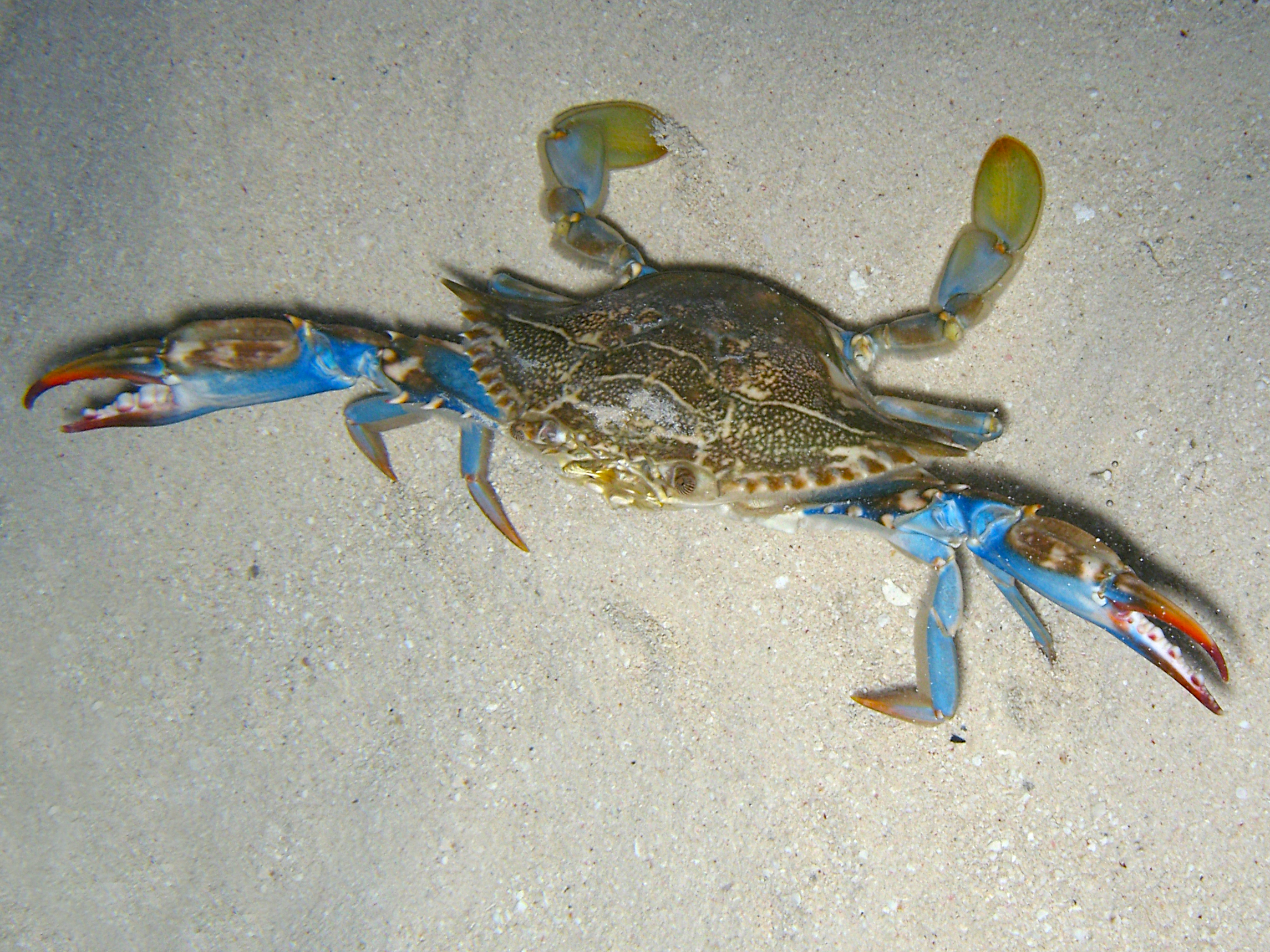 Common Blue Crab - Callinectes sapidus