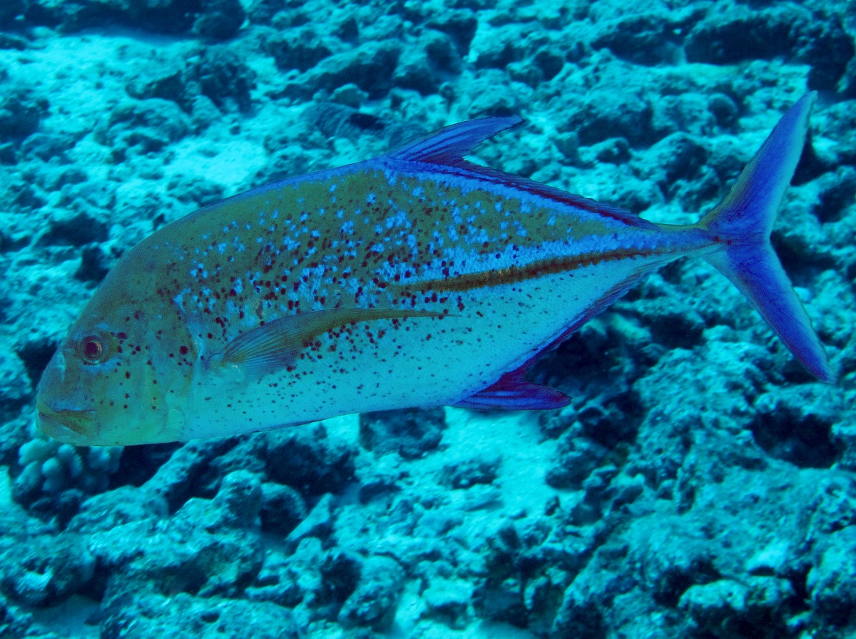 Bluefin Trevally - Caranx melampygus