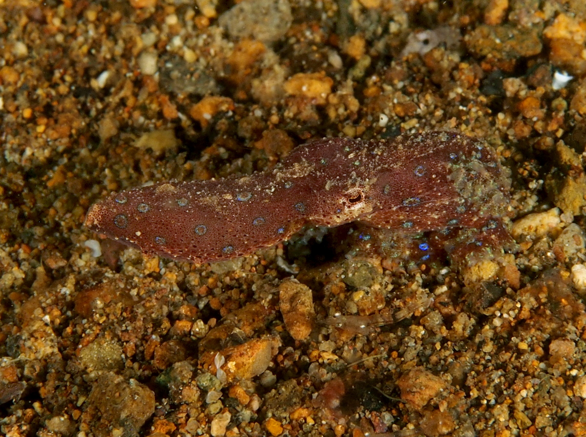 Blue-Ringed Octopus - Hapalochlaena spp.