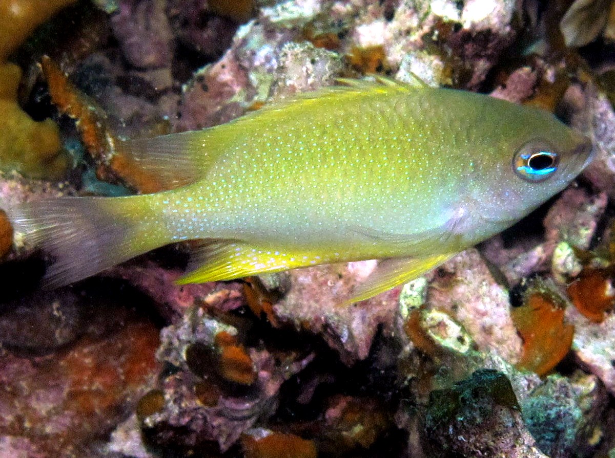 Bluespot Damselfish - Chrysiptera oxycephala - Palau