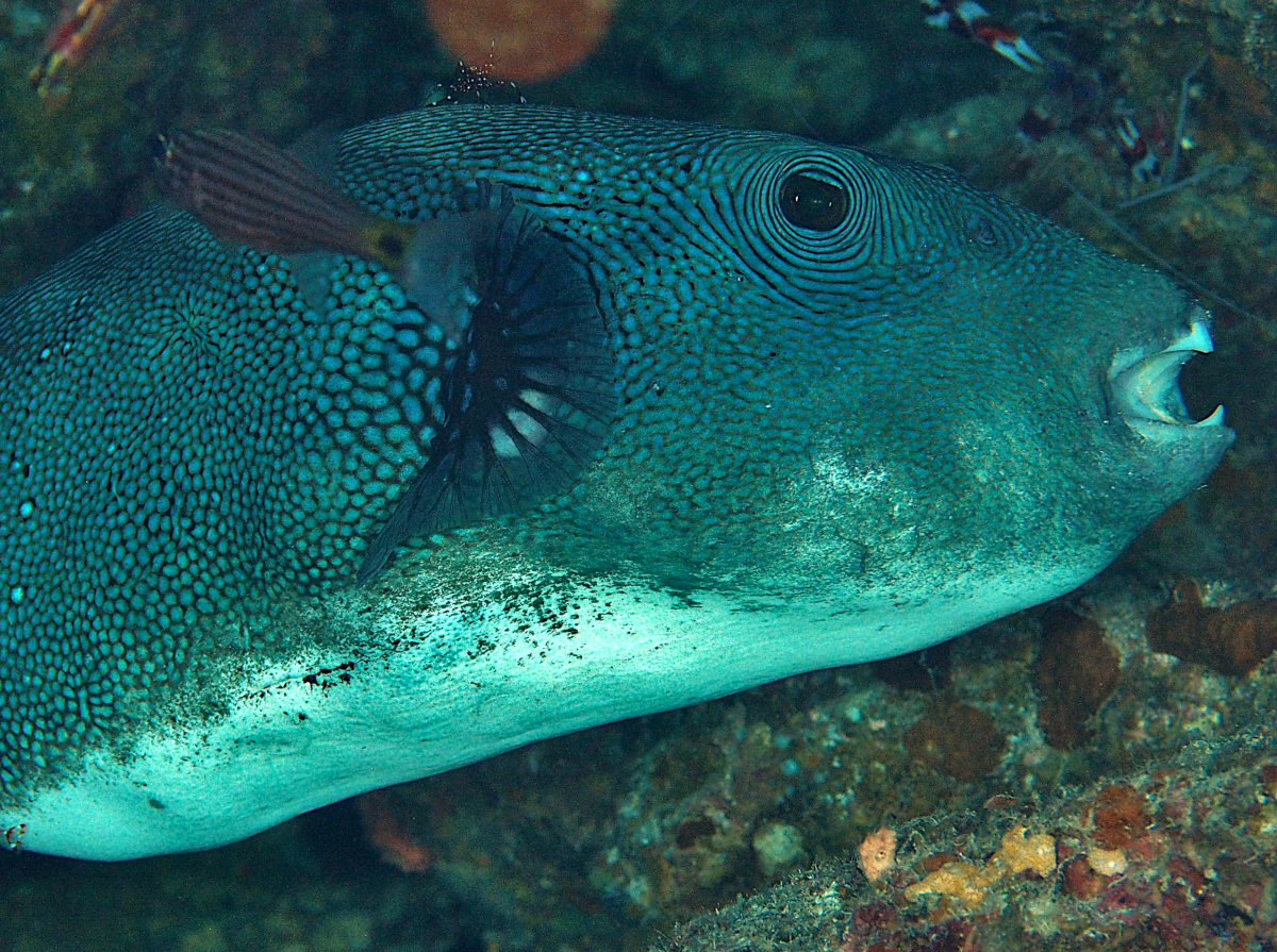 Blue-Spotted Puffer - Arothron caeruleopunctatus