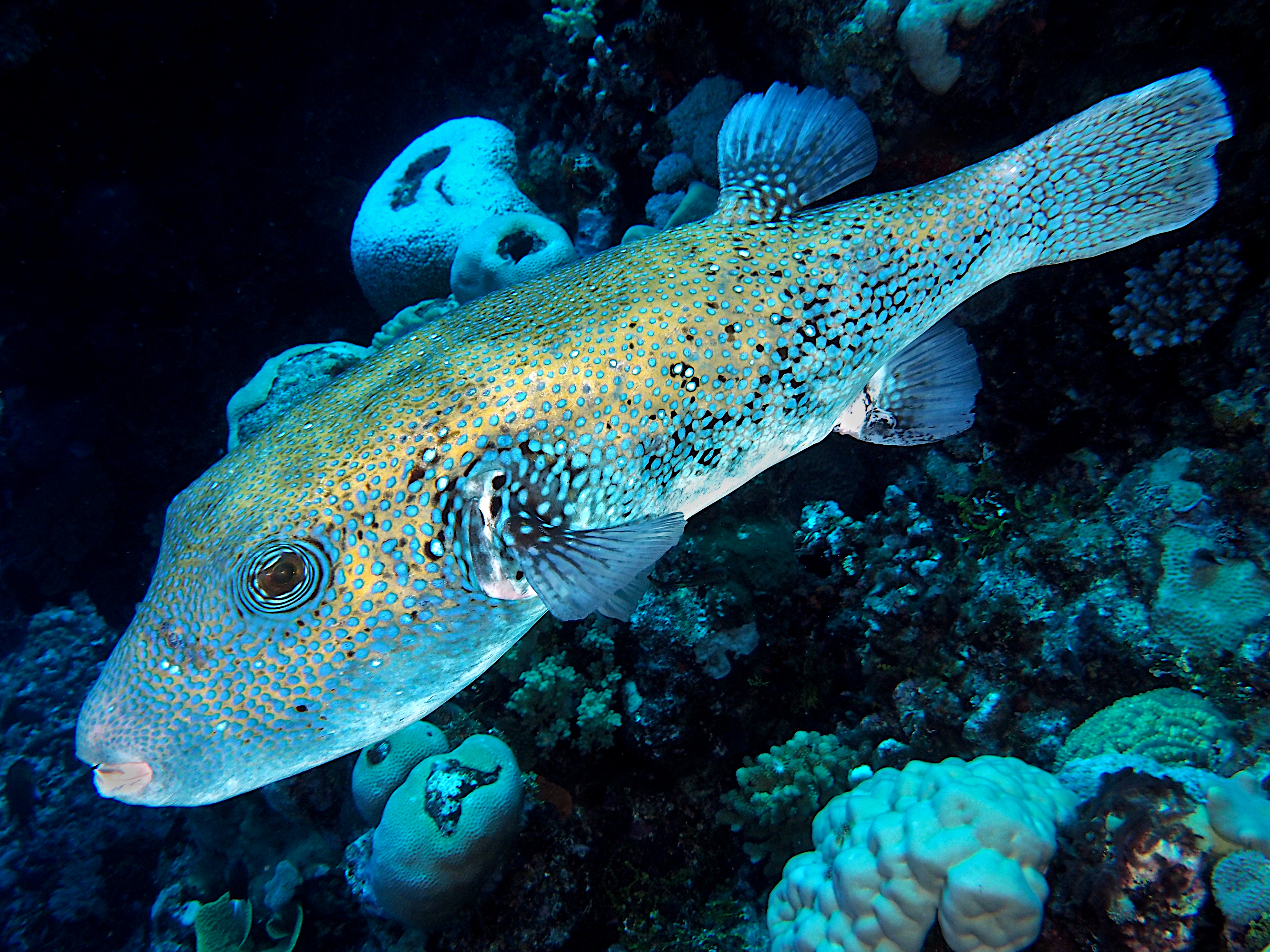 Blue-Spotted Puffer - Arothron caeruleopunctatus