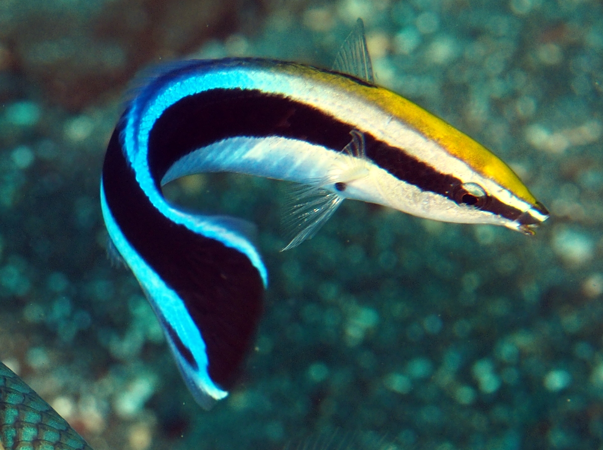 Bluestreak Cleaner Wrasse - Labroides dimidiatus