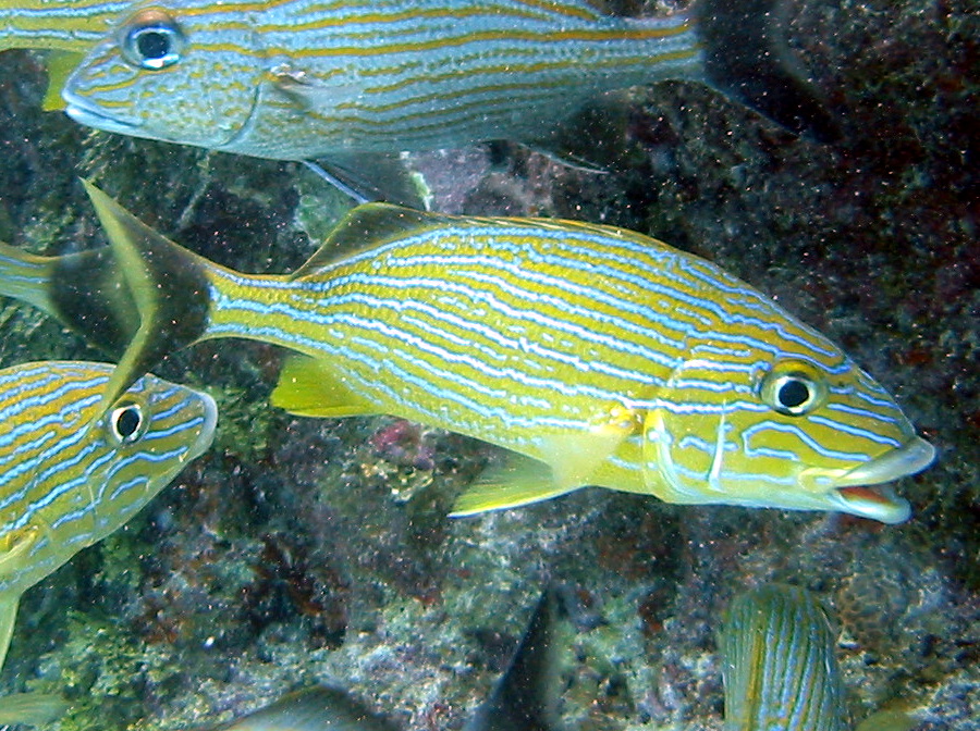 Bluestriped Grunt - Haemulon sciurus