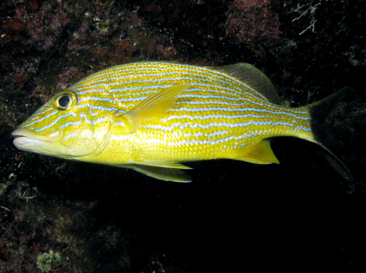 Bluestriped Grunt - Haemulon sciurus