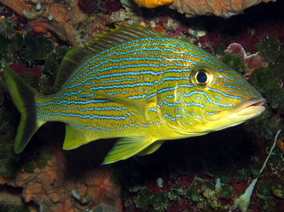 Bluestriped Grunt - Haemulon sciurus