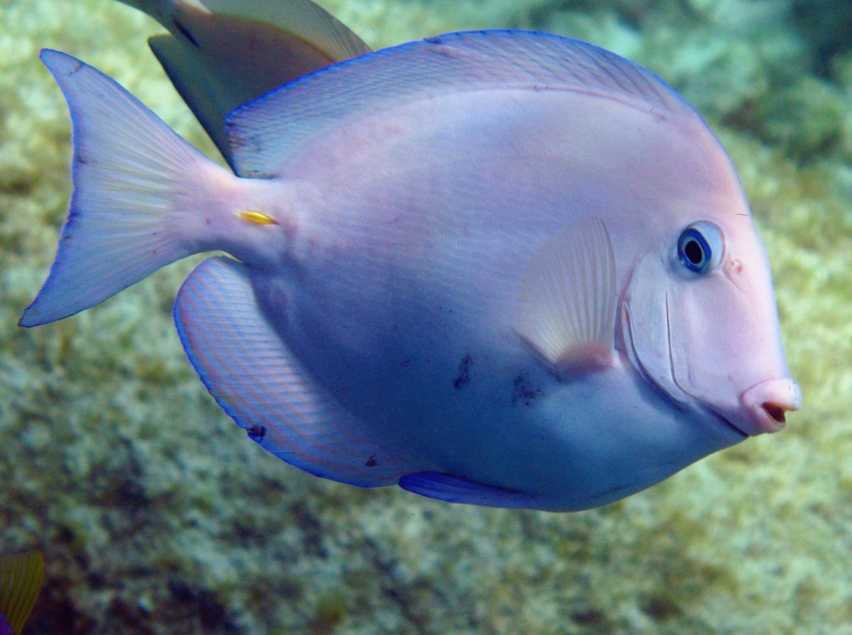 Blue Tang - Acanthurus coeruleus