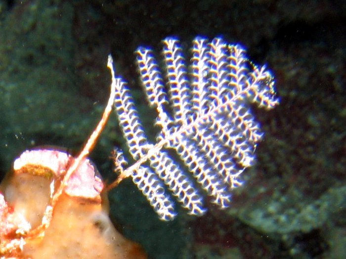 Branching Hydroid - Sertularella speciosa