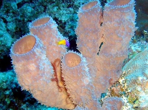 Branching Vase Sponge - Callyspongia vaginalis