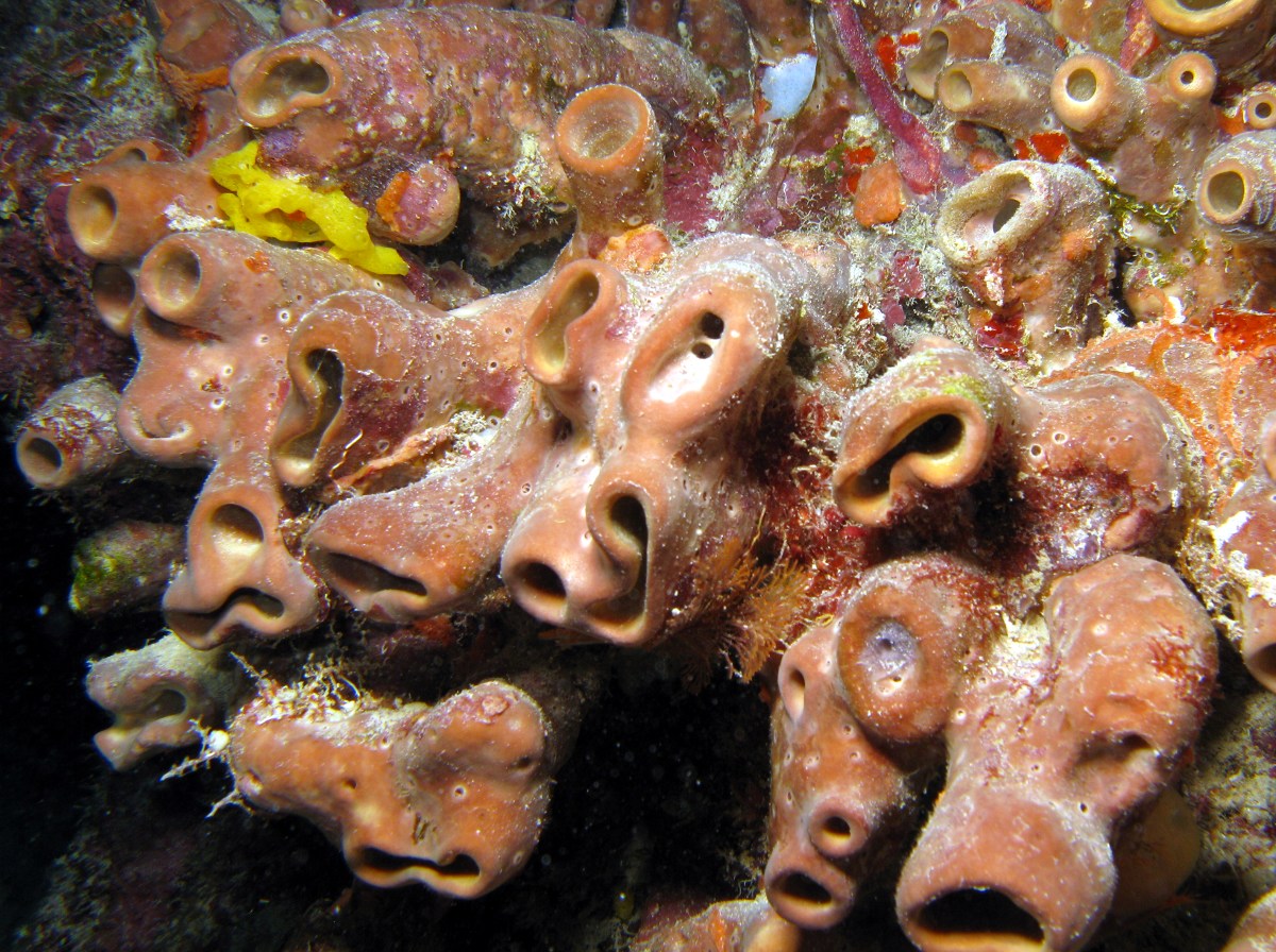 Brown Clustered Tube Sponge - Agelas wiedenmayeri