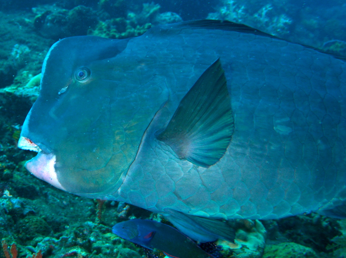 Green Humphead Parrotfish - Bolbometopon muricatum