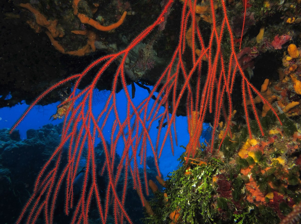 Bushy Sea Whip - Nicella schmitti