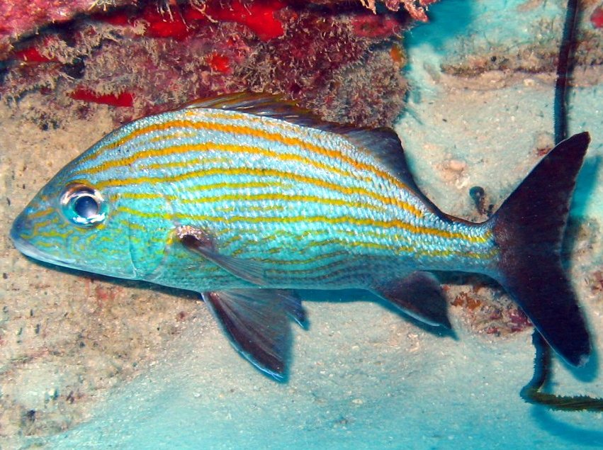 Caesar Grunt - Haemulon carbonarium