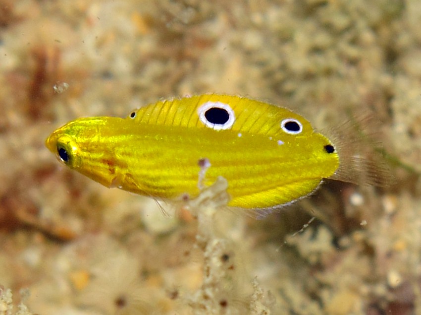 Canary Wrasse - Halichoeres chrysus