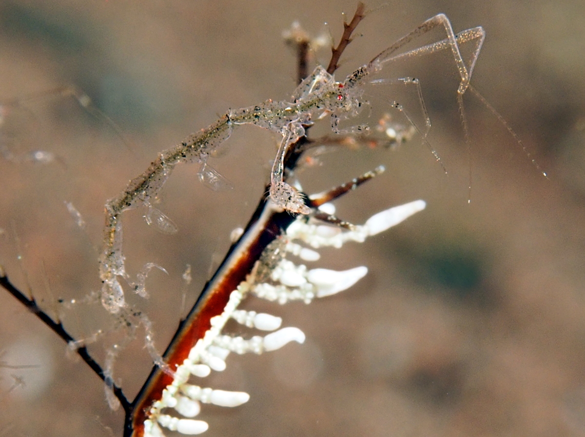 Caprella spp. - Caprella spp.