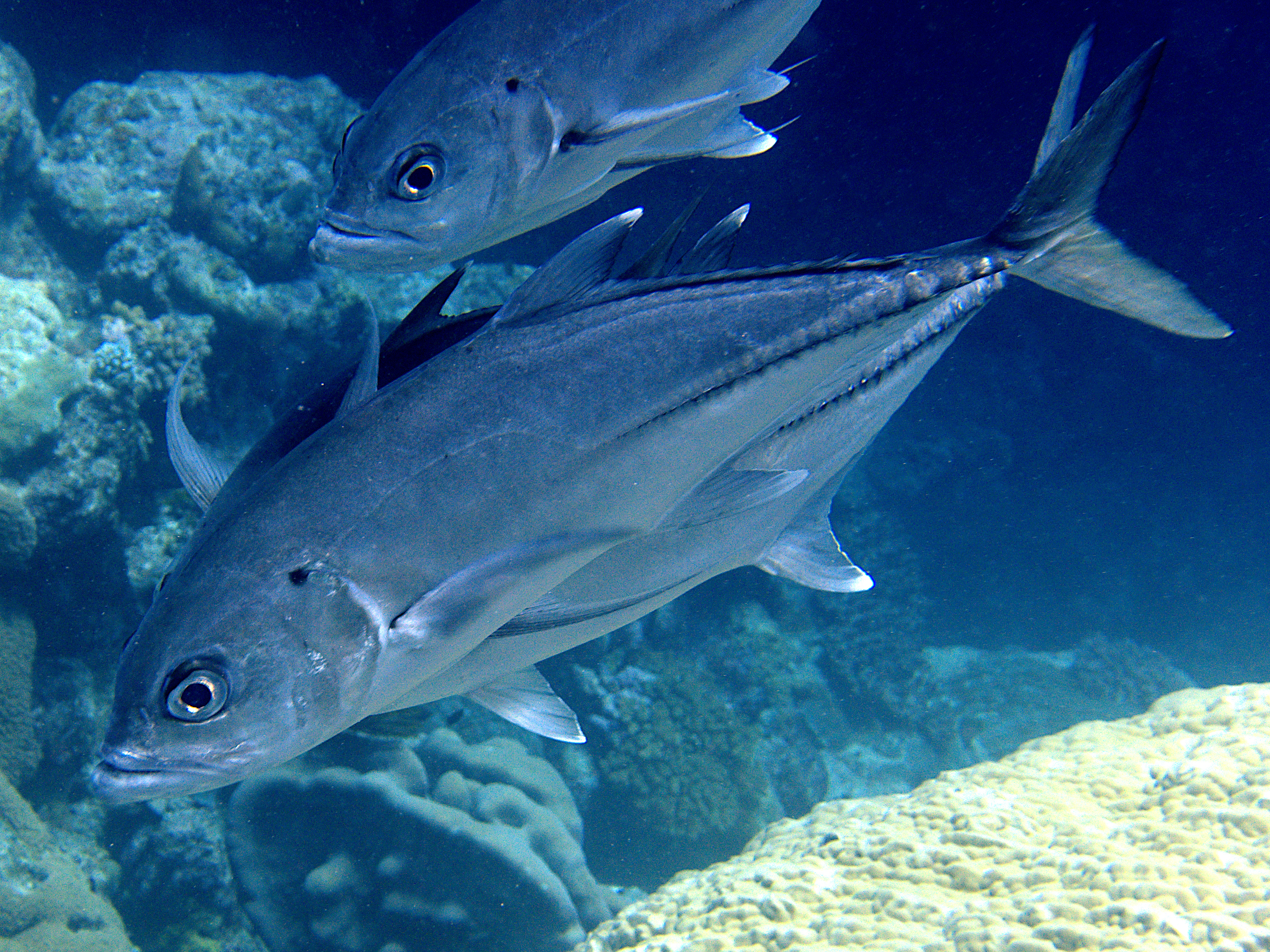 Bigeye Trevally - Caranx sexfasciatus - Great Barrier Reef, Australia