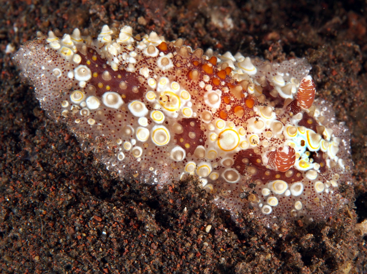 Starry Carminodoris - Carminodoris estrelyado