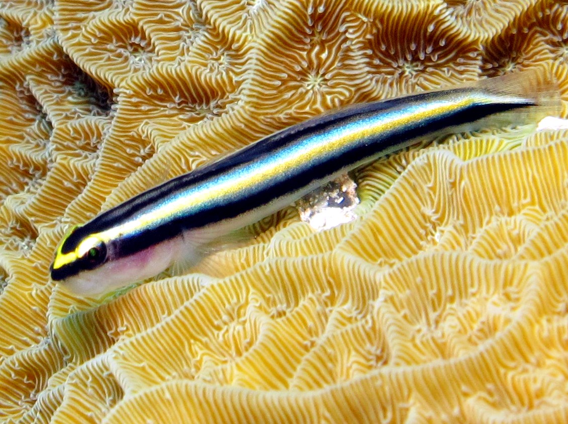 Cayman Cleaning Goby - Elacatinus sp. - Grand Cayman