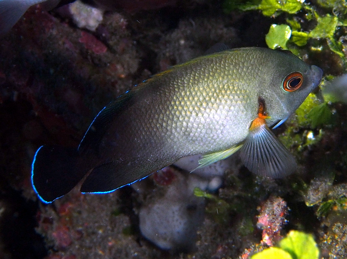 Pearl-Scaled Angelfish - Centropyge vrolikii
