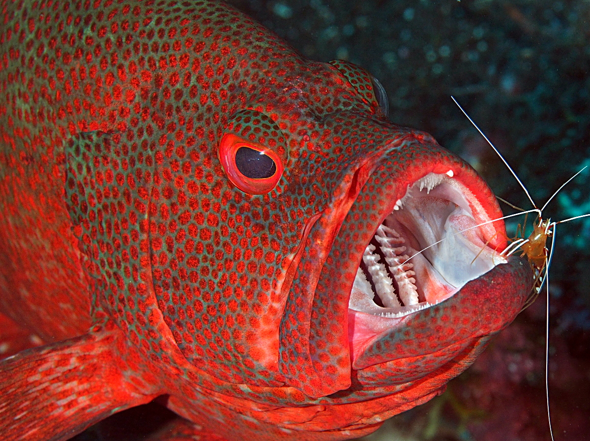 Tomato Grouper - Cephalopholis sonnerati