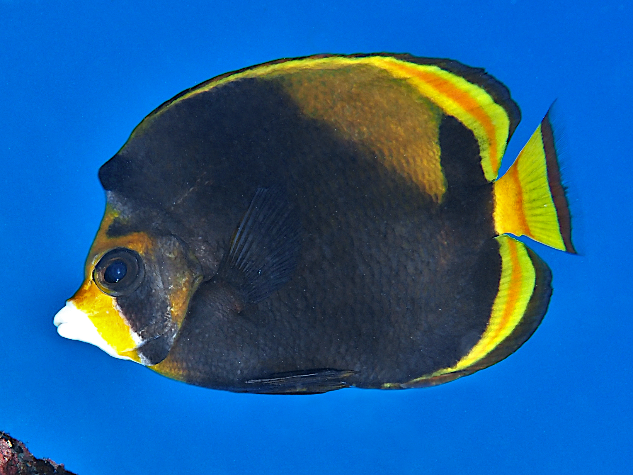 Black Butterflyfish - Chaetodon flavirostris