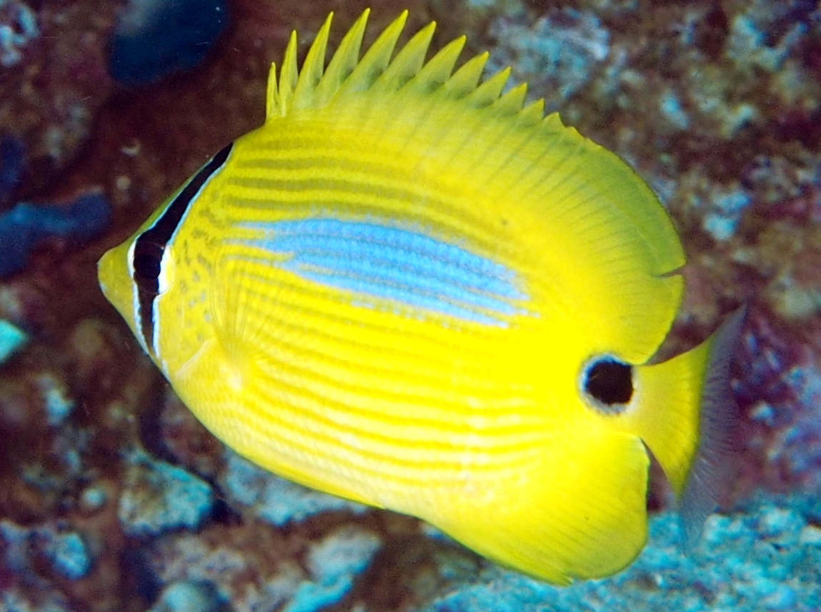 Blue-Spot Butterflyfish - Chaetodon plebeius