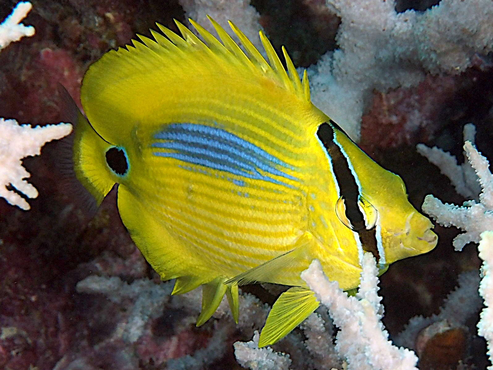 Blue-Spot Butterflyfish - Chaetodon plebeius