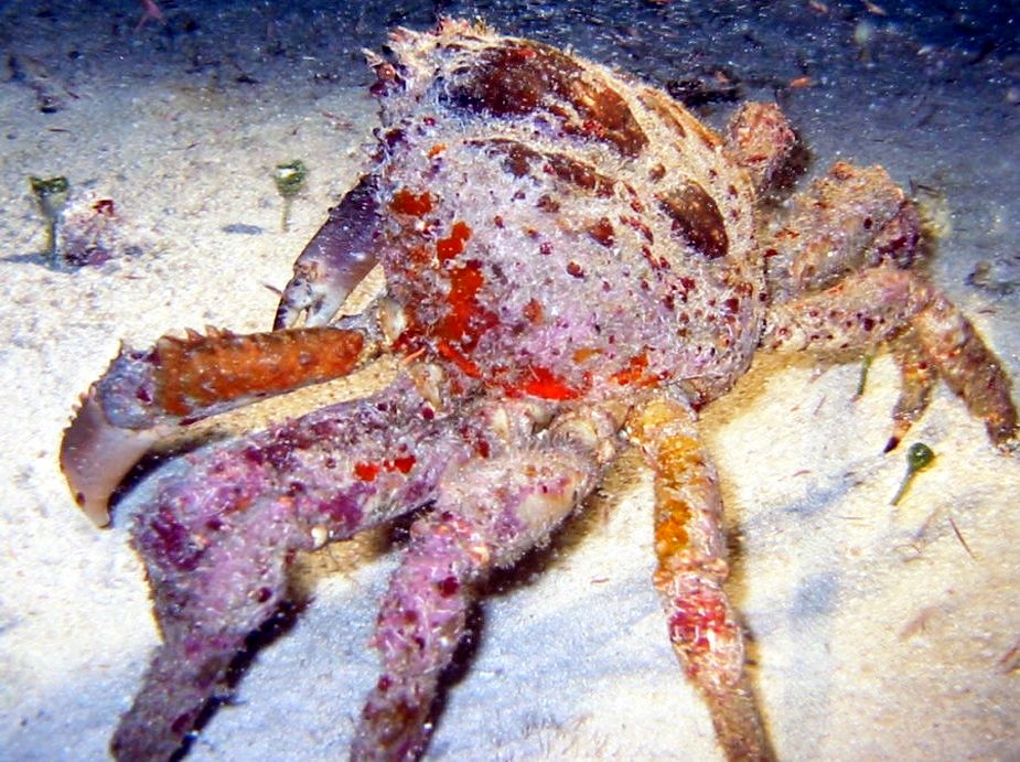 Channel Clinging Crab - Mithrax spinosissimus