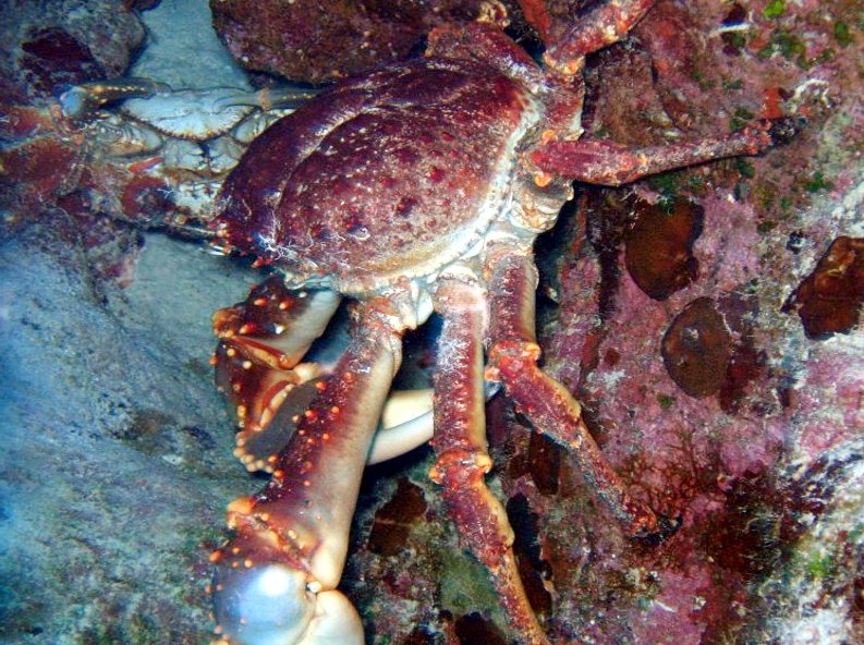 Channel Clinging Crab - Mithrax spinosissimus