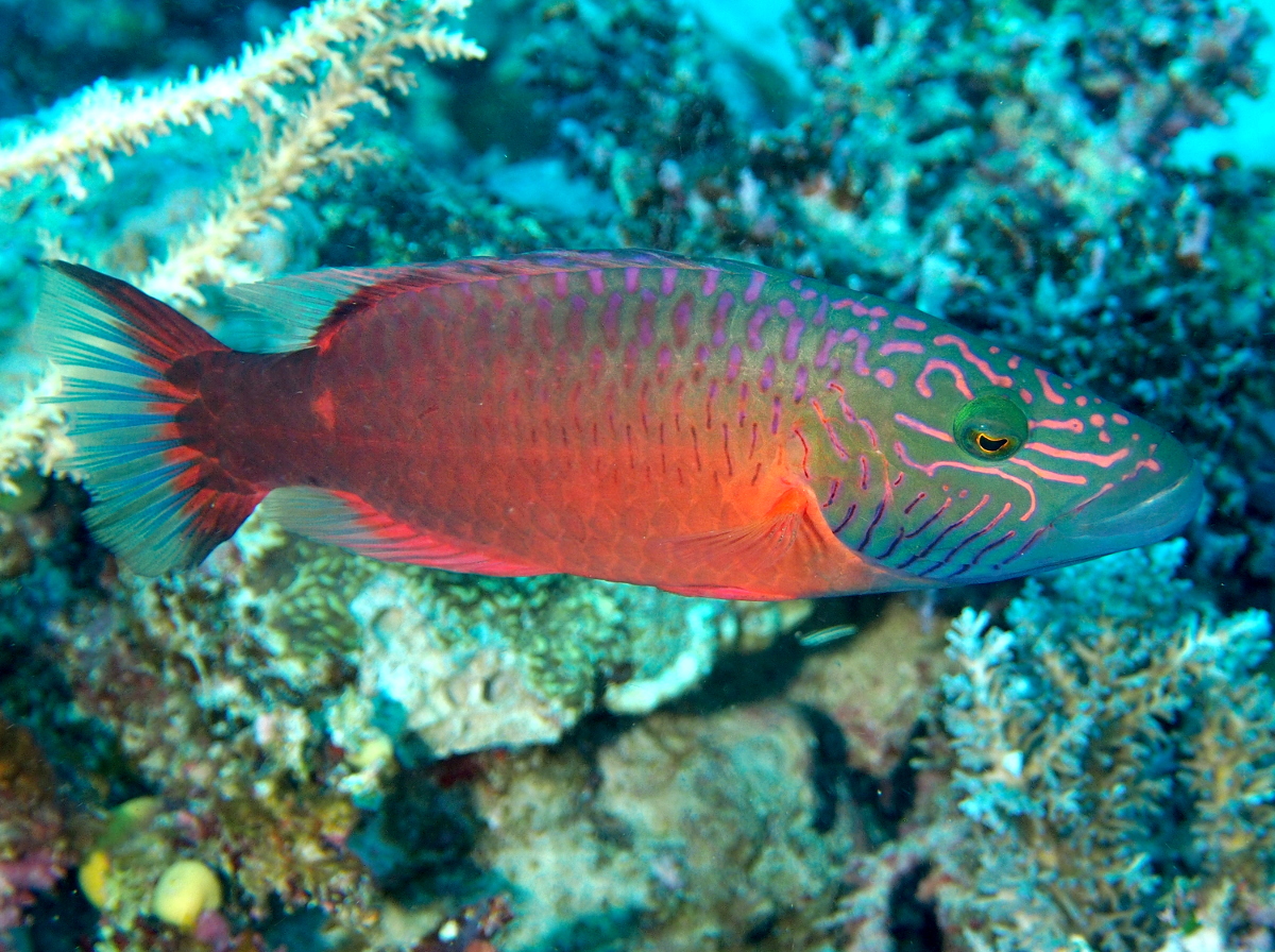 Cheeklined Wrasse - Oxycheilinus digramma