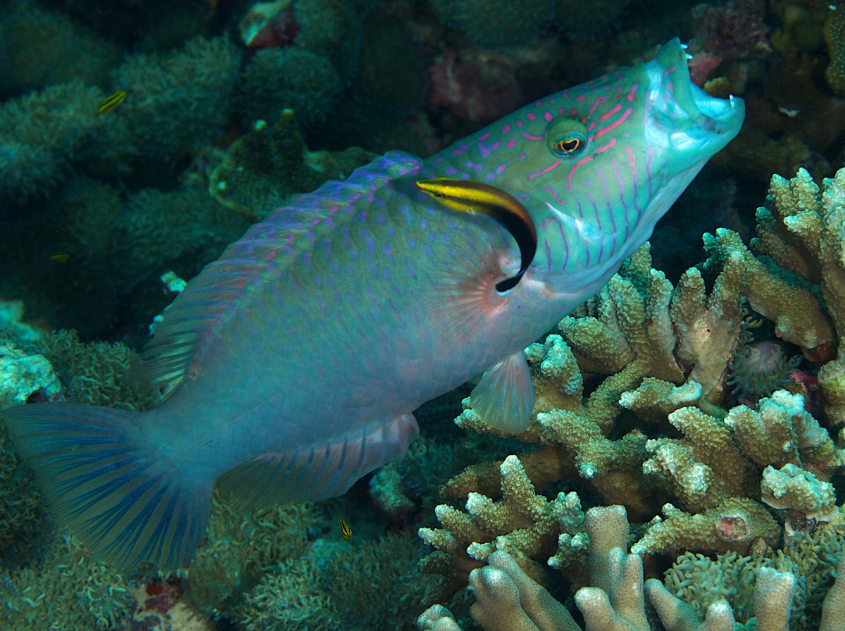 Cheeklined Wrasse - Oxycheilinus digramma