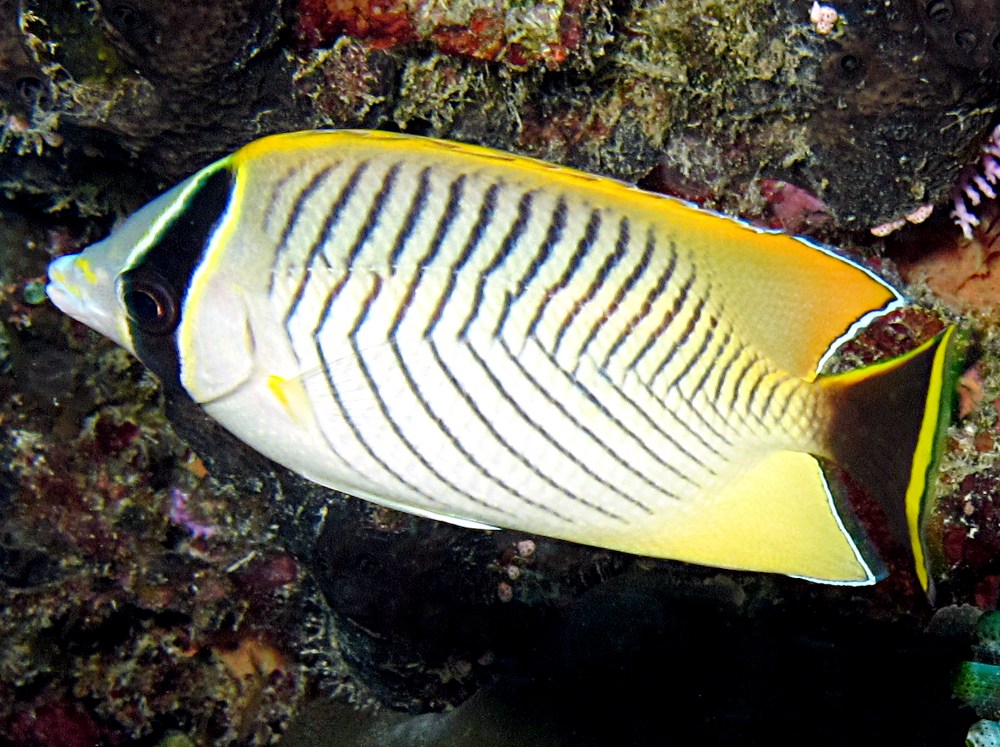Chevroned Butterflyfish - Chaetodon trifascialis