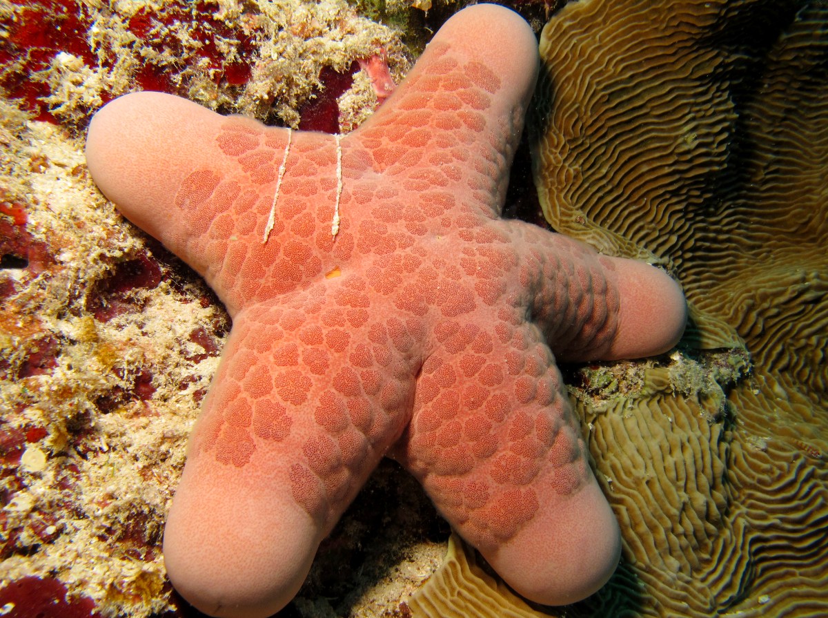 Granulated Sea Star - Choriaster granulatus