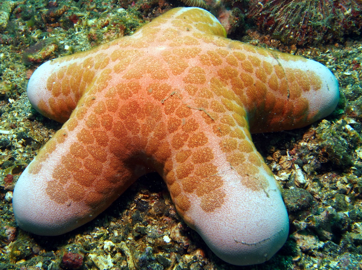 Granulated Sea Star - Choriaster granulatus