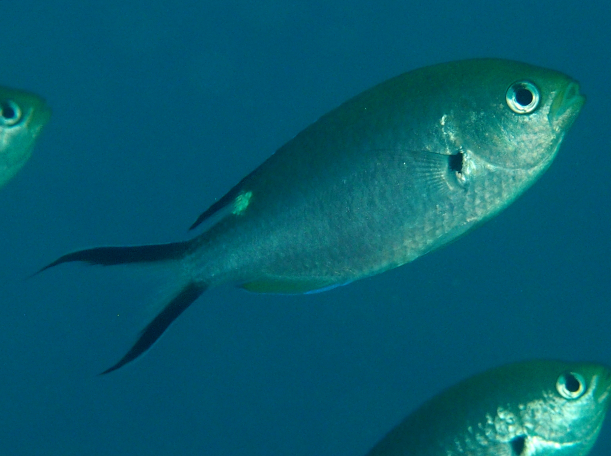 Scissortail Chromis - Chromis atrilobata - Cabo San Lucas, Mexico