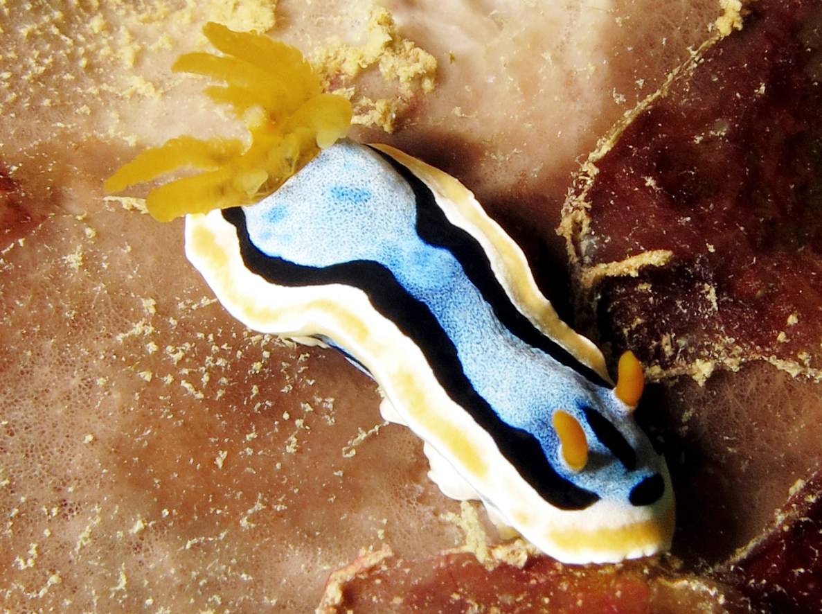 Anna's Chromodoris - Chromodoris annae