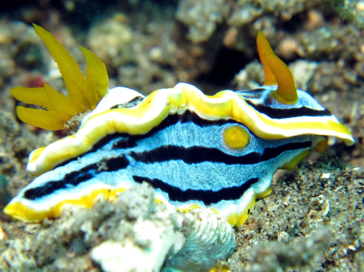 Anna's Chromodoris - Chromodoris annae