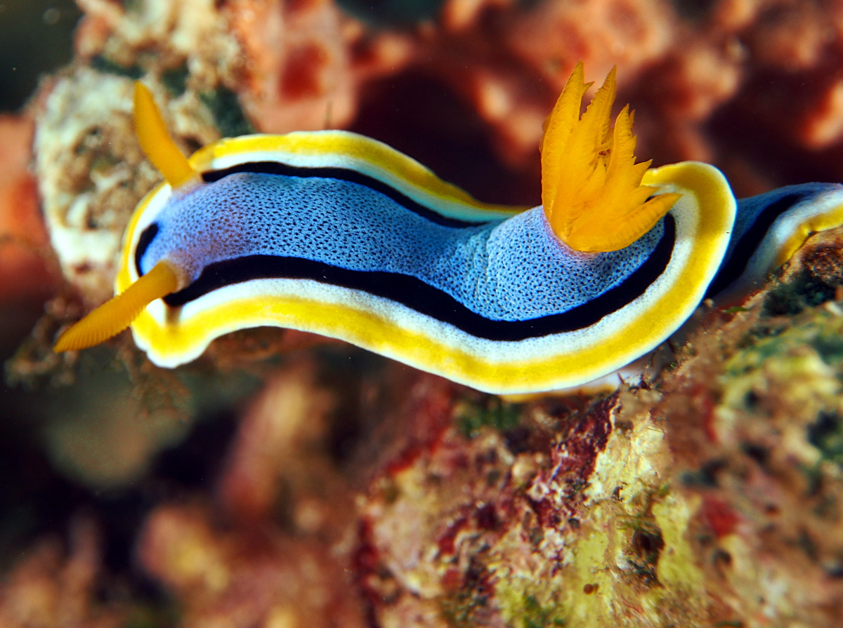 Anna's Chromodoris - Chromodoris annae