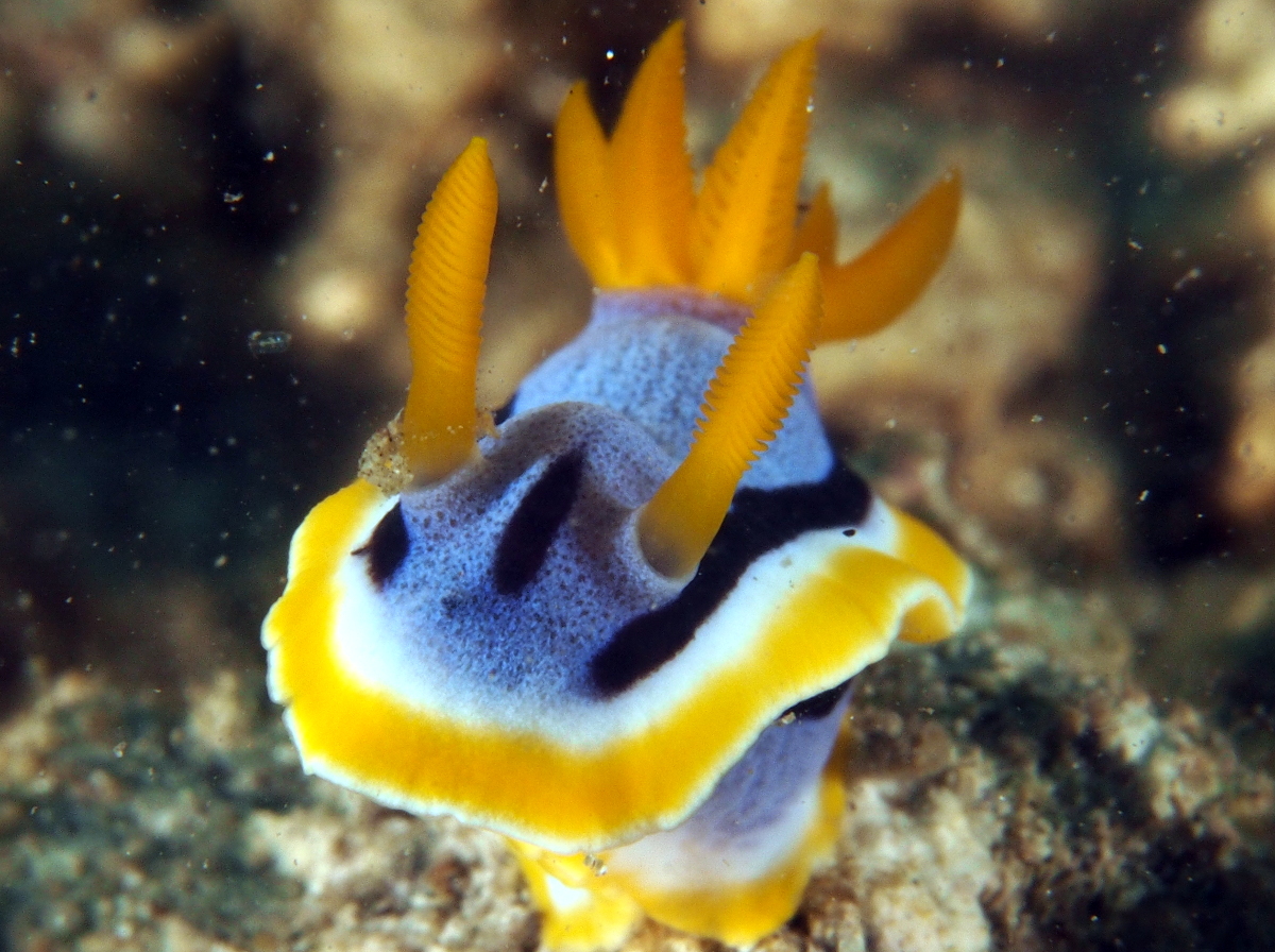 Anna's Chromodoris - Chromodoris annae