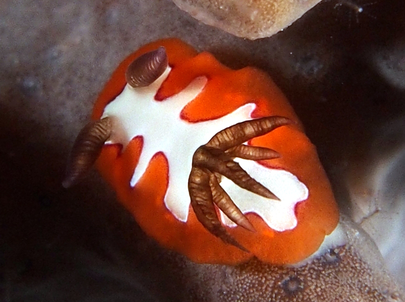Creamy Chromodoris - Goniobranchus fidelis