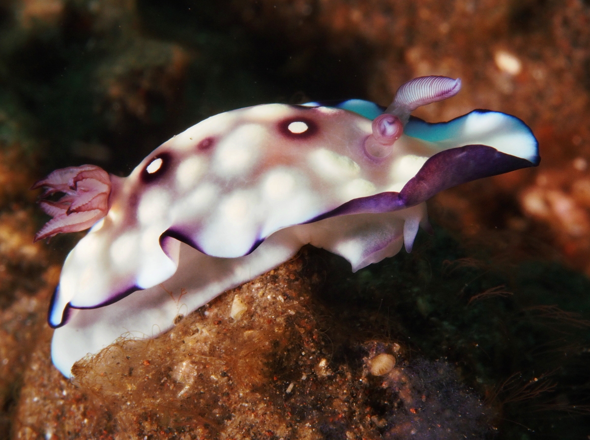 Bus Stop Chromodoris - Goniobranchus hintuanensis