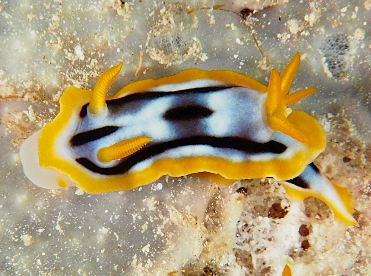 Streaked Chromodoris - Chromodoris strigata