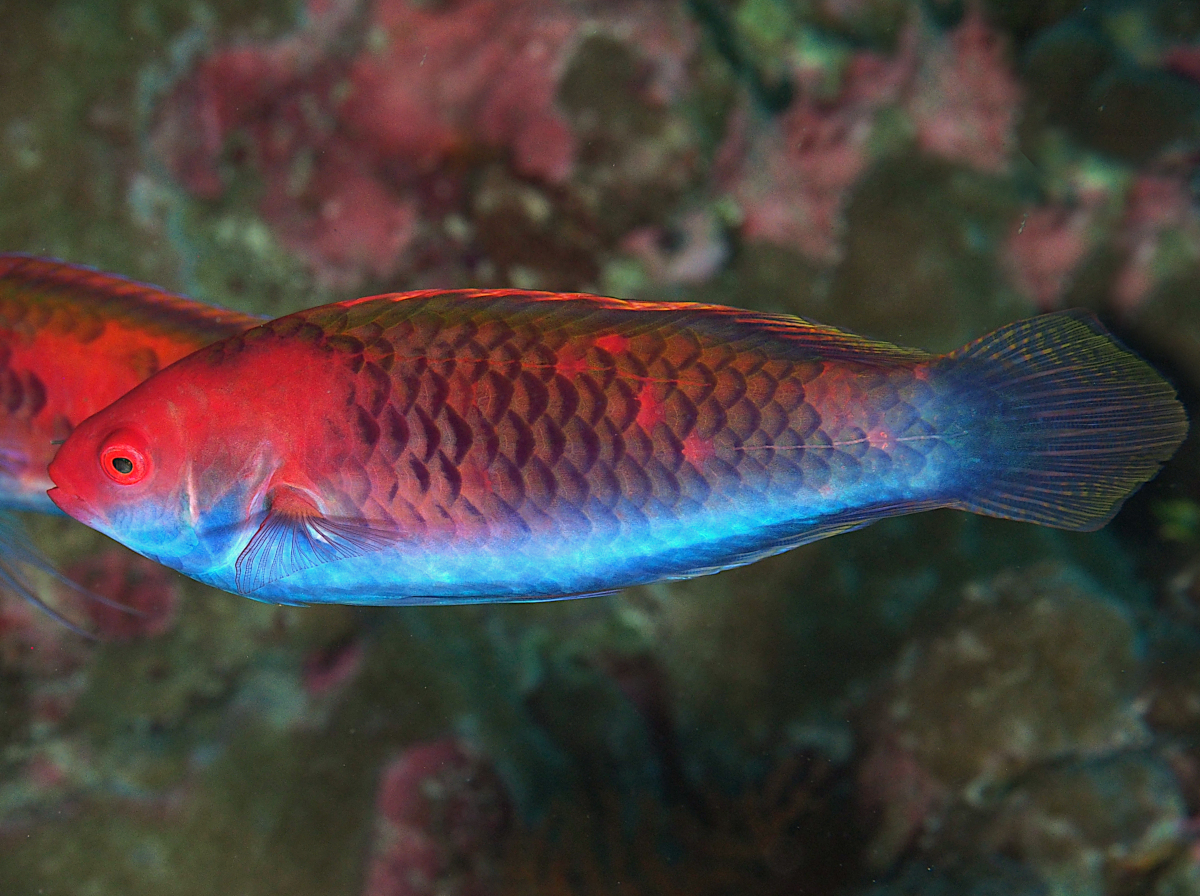 Bluesided Fairy Wrasse - Cirrhilabrus cyanopleura