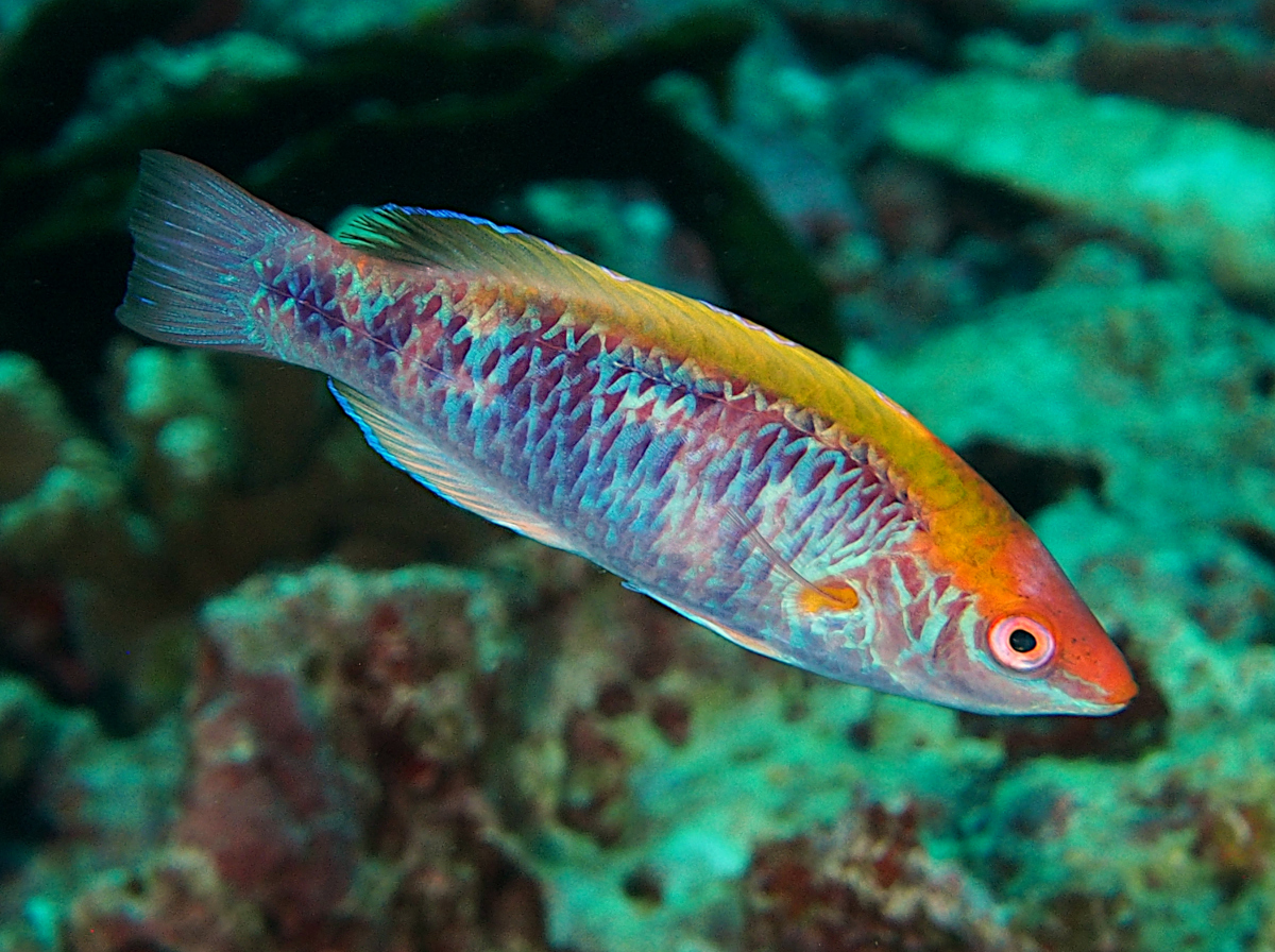 Lubbock's Wrasse - Cirrhilabrus lubbocki - Wakatobi, Indonesia