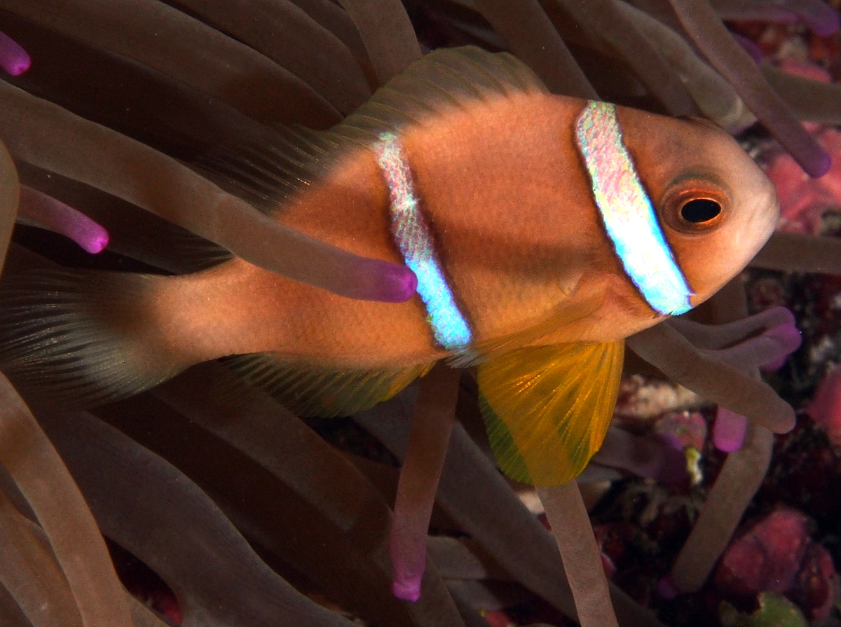 Clark's Anemonefish - Amphiprion clarkii