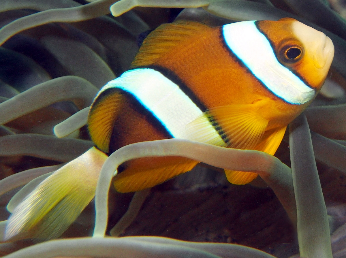 Clark's Anemonefish - Amphiprion clarkii