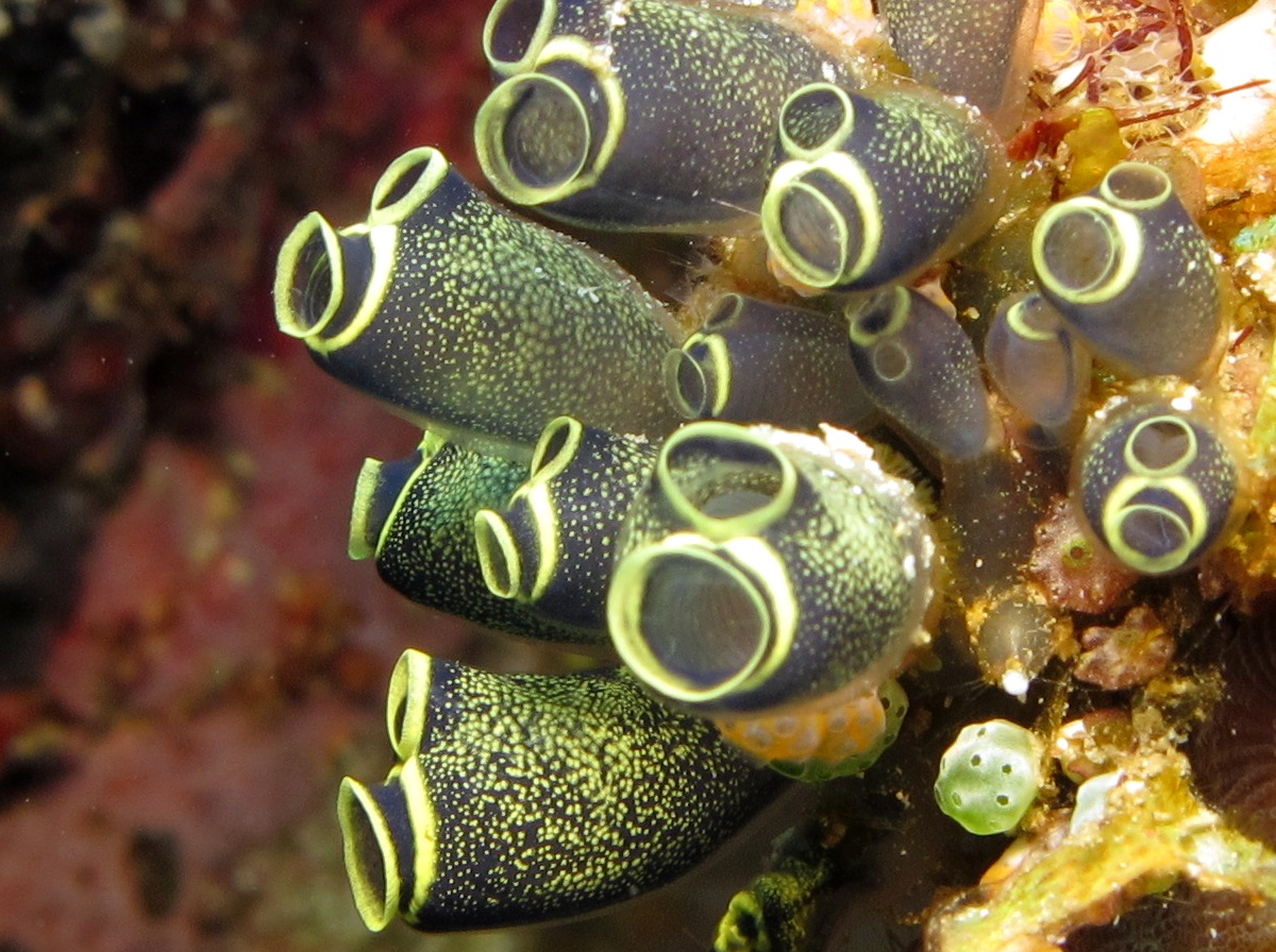 Clavelina robusta - Clavelina robusta - Dumaguete, Philippines