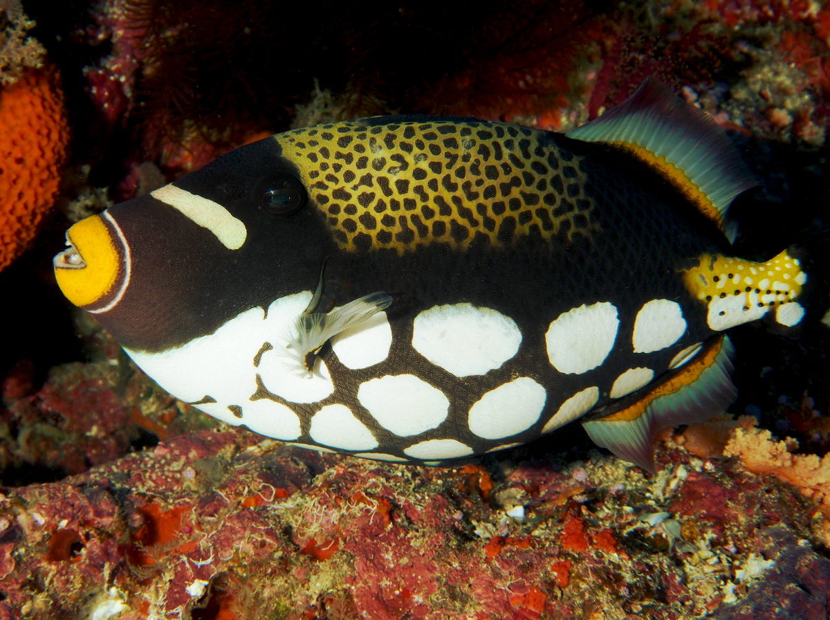 Clown Triggerfish - Balistoides conspicillum