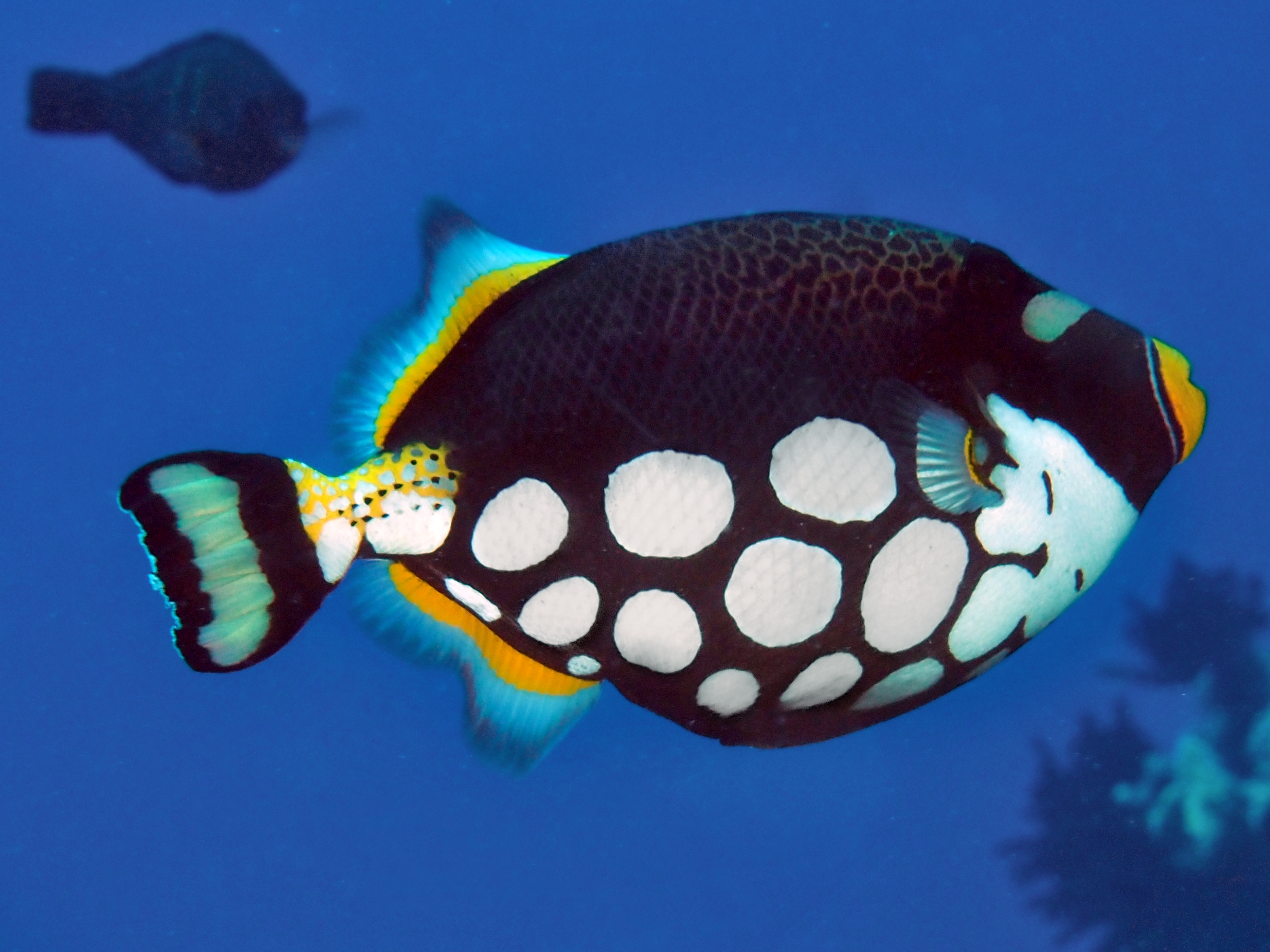 Clown Triggerfish - Balistoides conspicillum